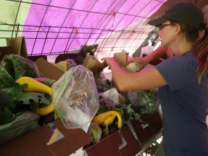 packing CSA boxes - week 15