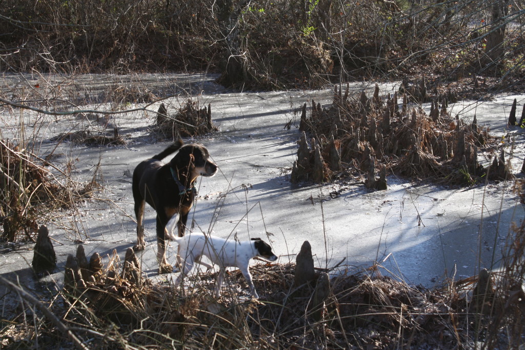 cypress & ice - an unusual combo