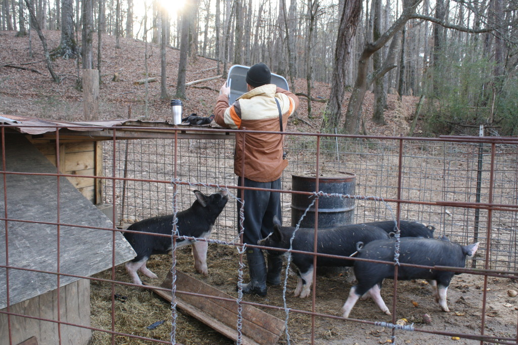 feeding pigs