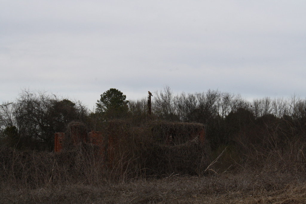 hawk perched on kudzu-buried ruins