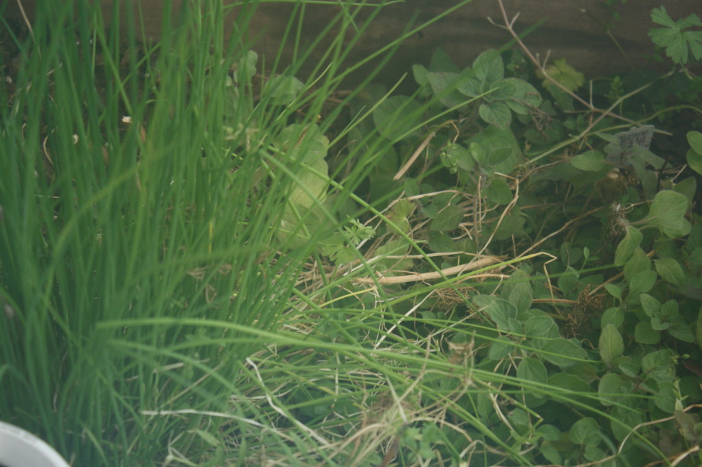 meanwhile, inside the greenhouse