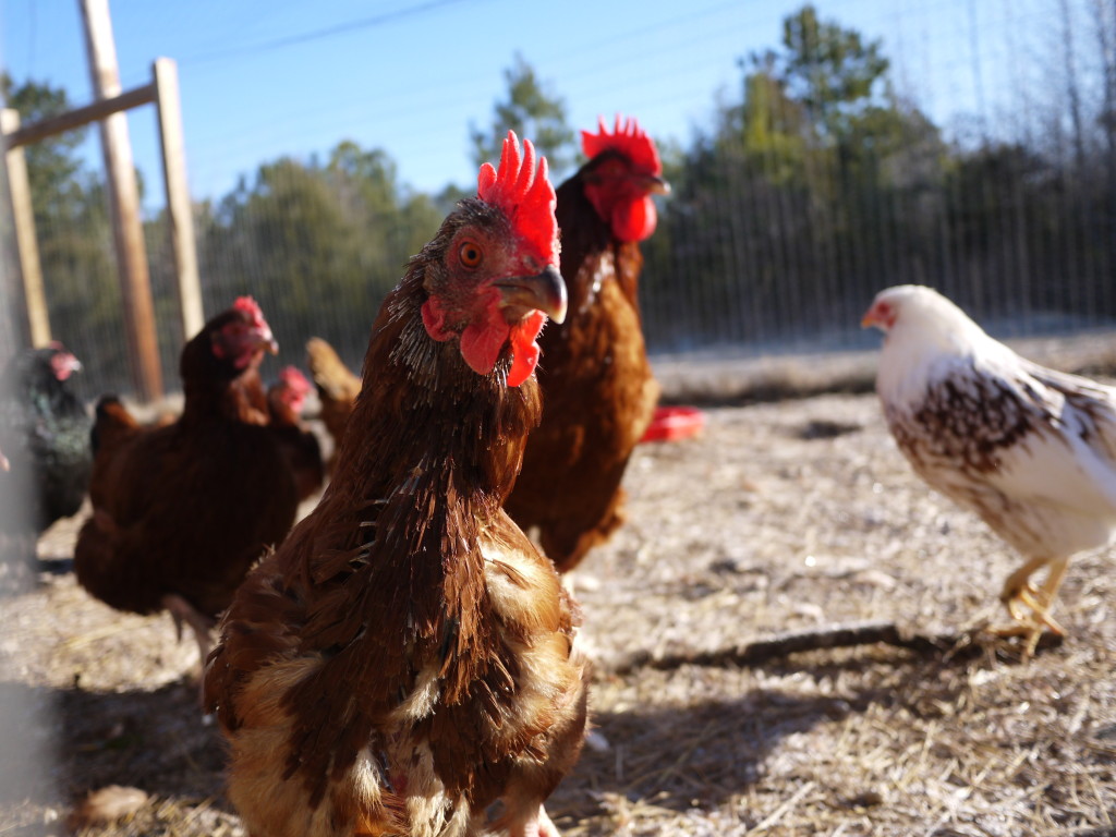 chicken in the Mississippi winter