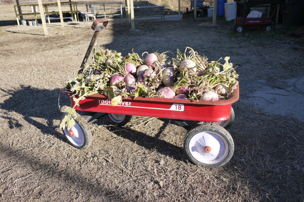 turnip wagon ho!