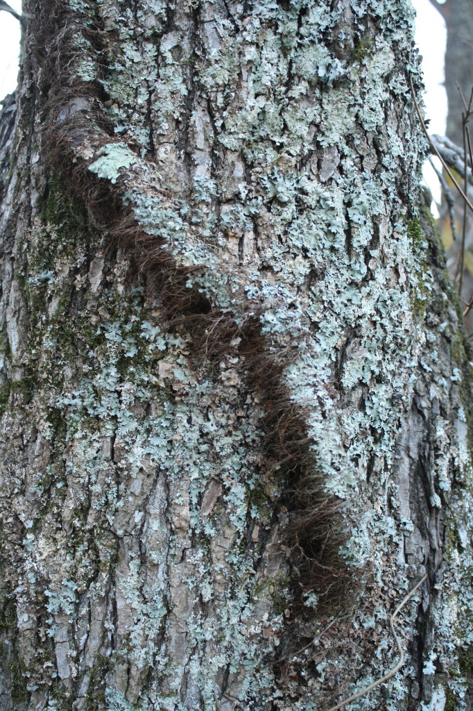 lichen-covered poison ivy vine