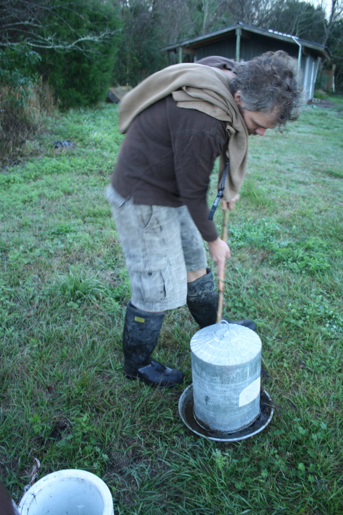 swabbing the grody stuff out of the chicken's water