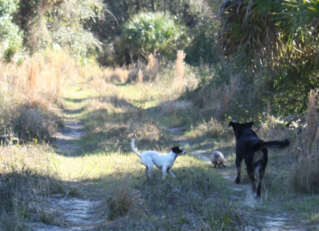 dogs finding another armadillo on the trail