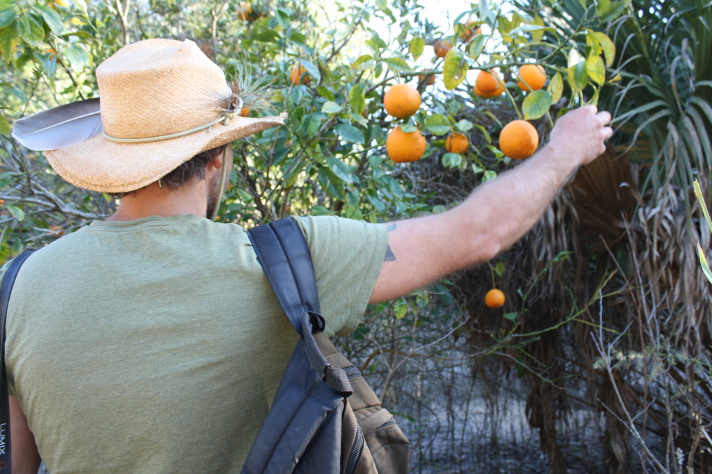 wild oranges!