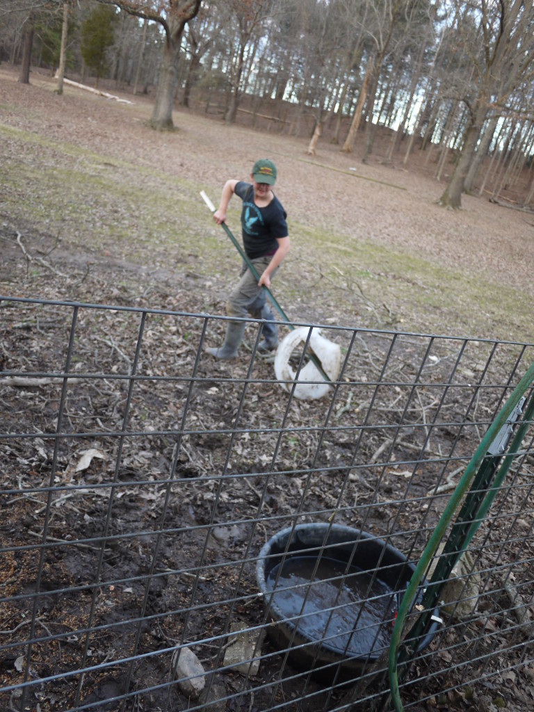 clearing the ice ring out of the old horse's water