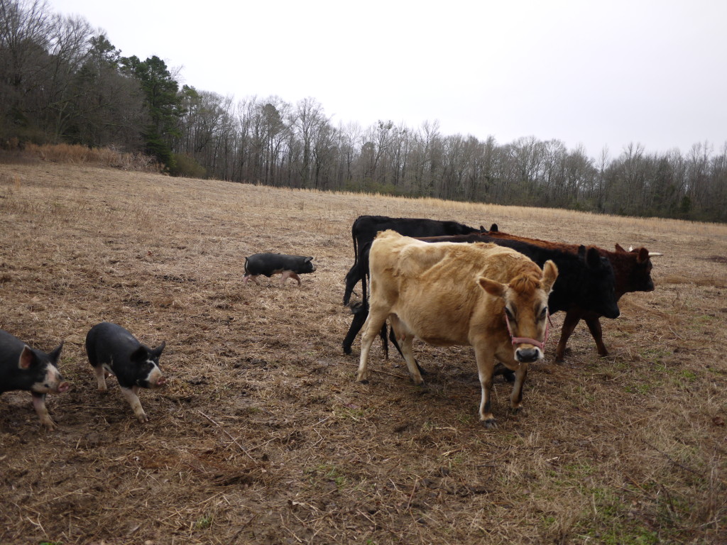 pigs harassing their new bovine pasture-mates