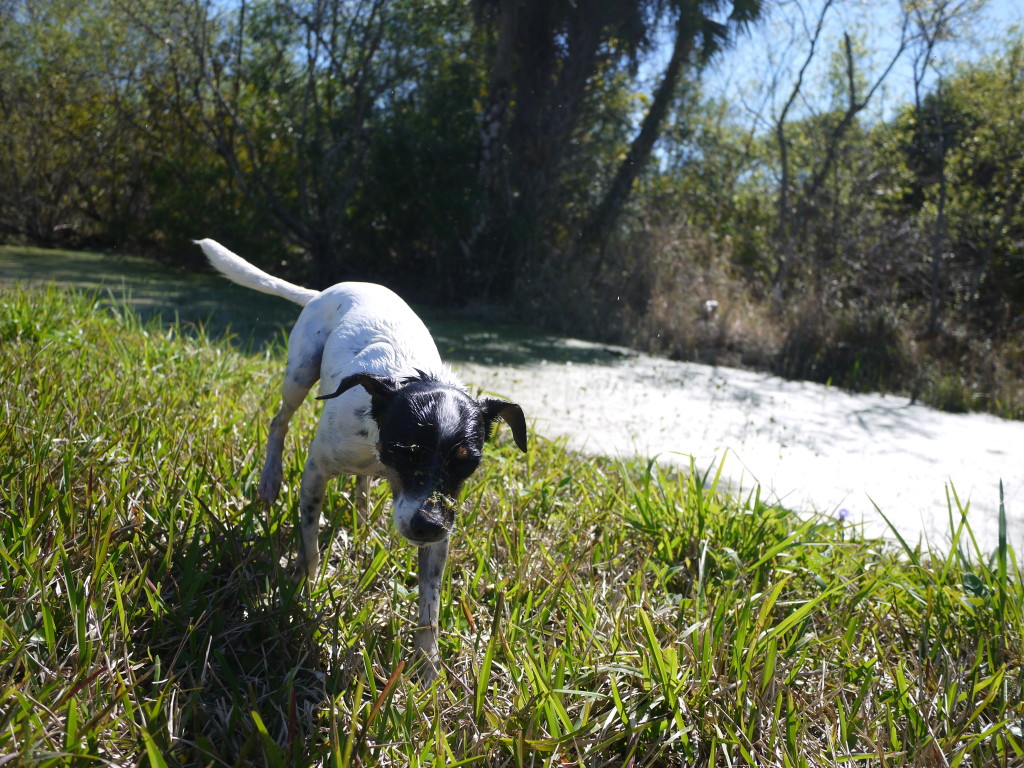 Widget just learned that you can't run across the algae on a lagoon.