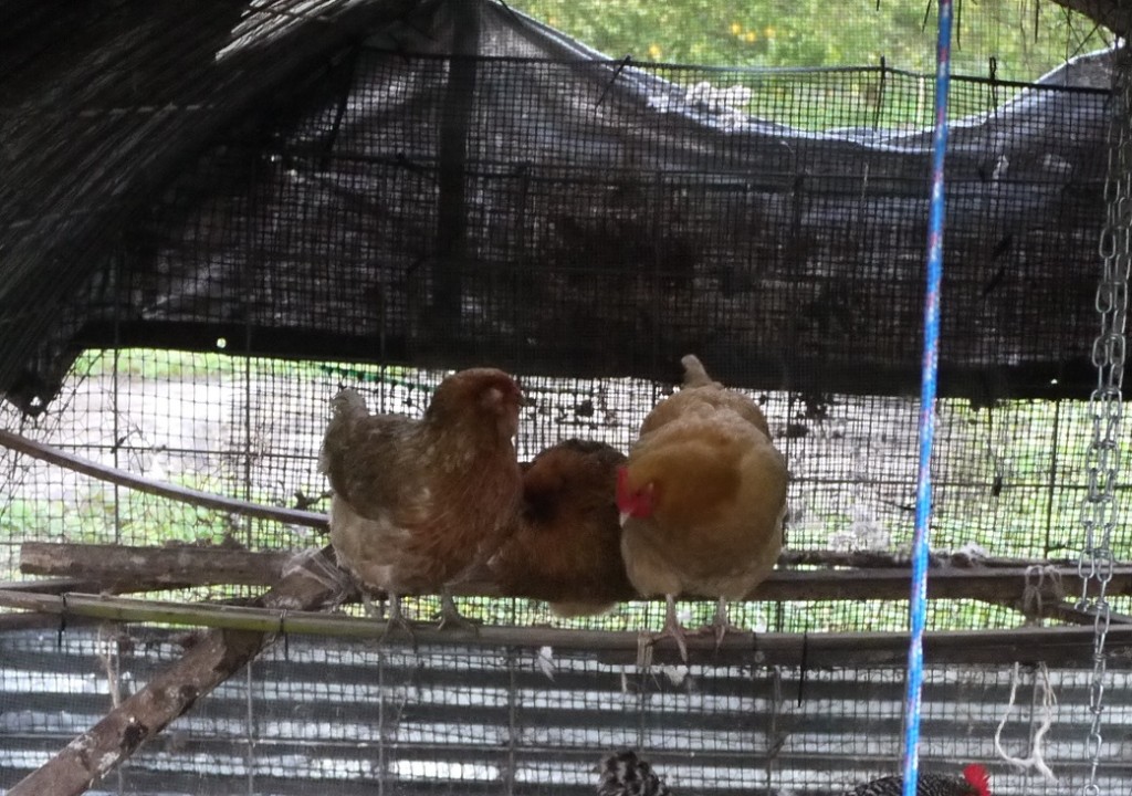 chickens enjoying the new roost we'd added