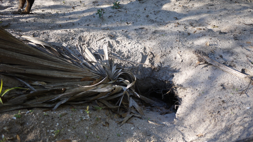 armadillo burrow with a palm frond dragged partway in