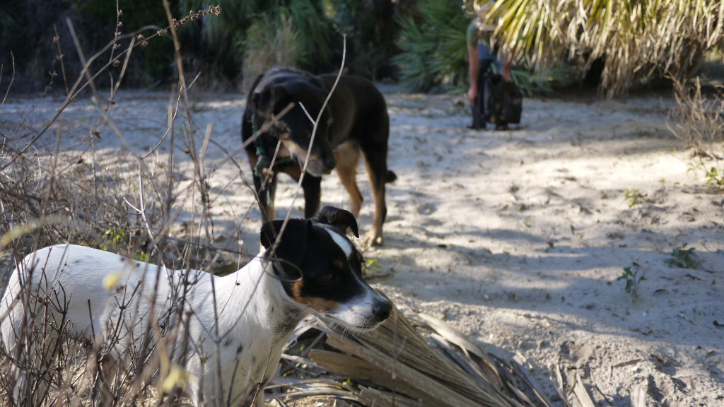 dogs checking out the burrow