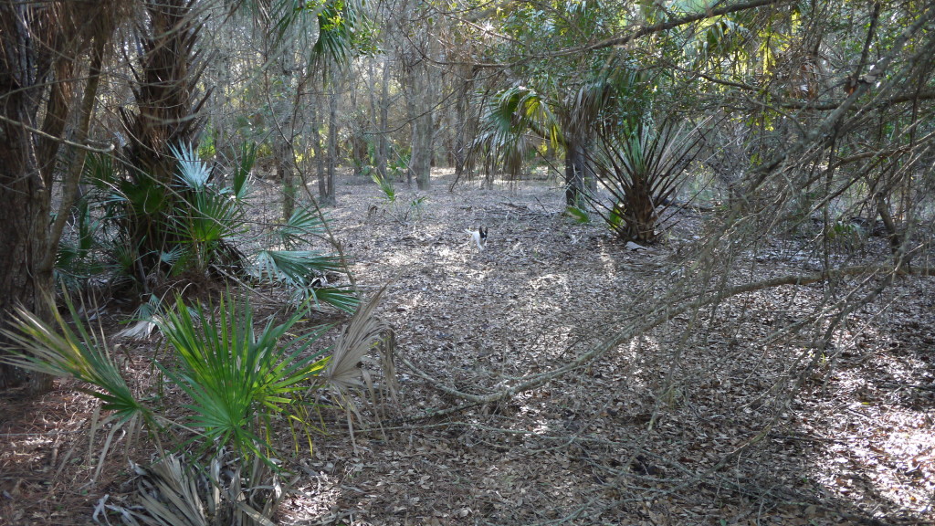 Widget running through the woods like a crazything, hunting armadillos