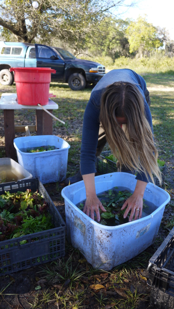 washing salad mix