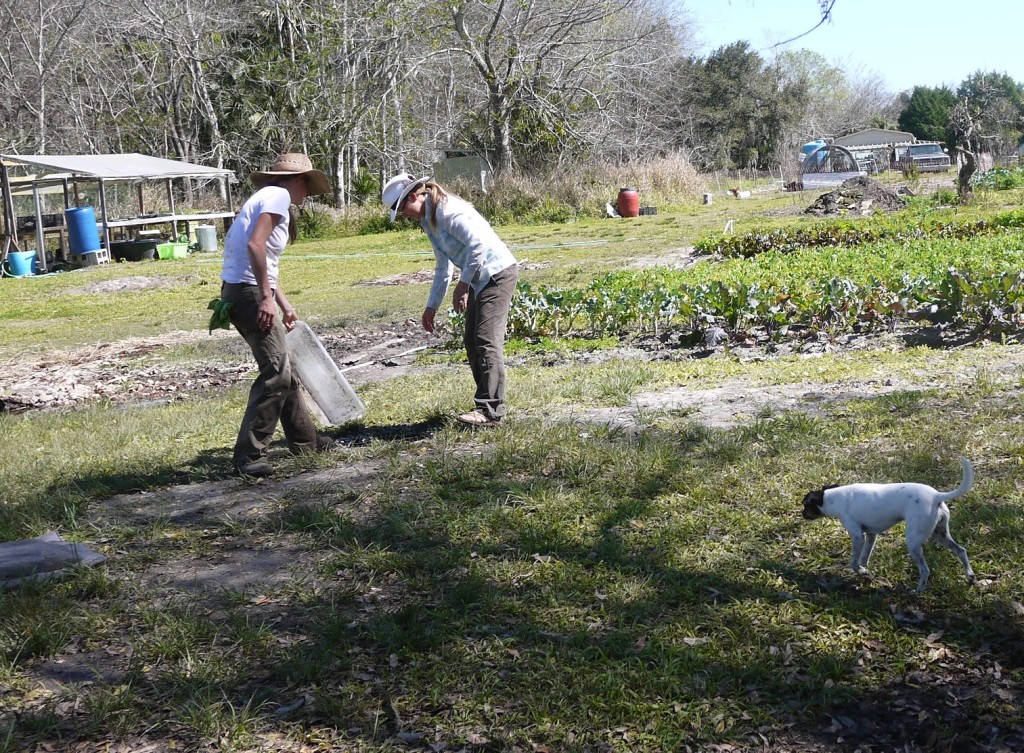 dumping veggie-rinse water into the field drain