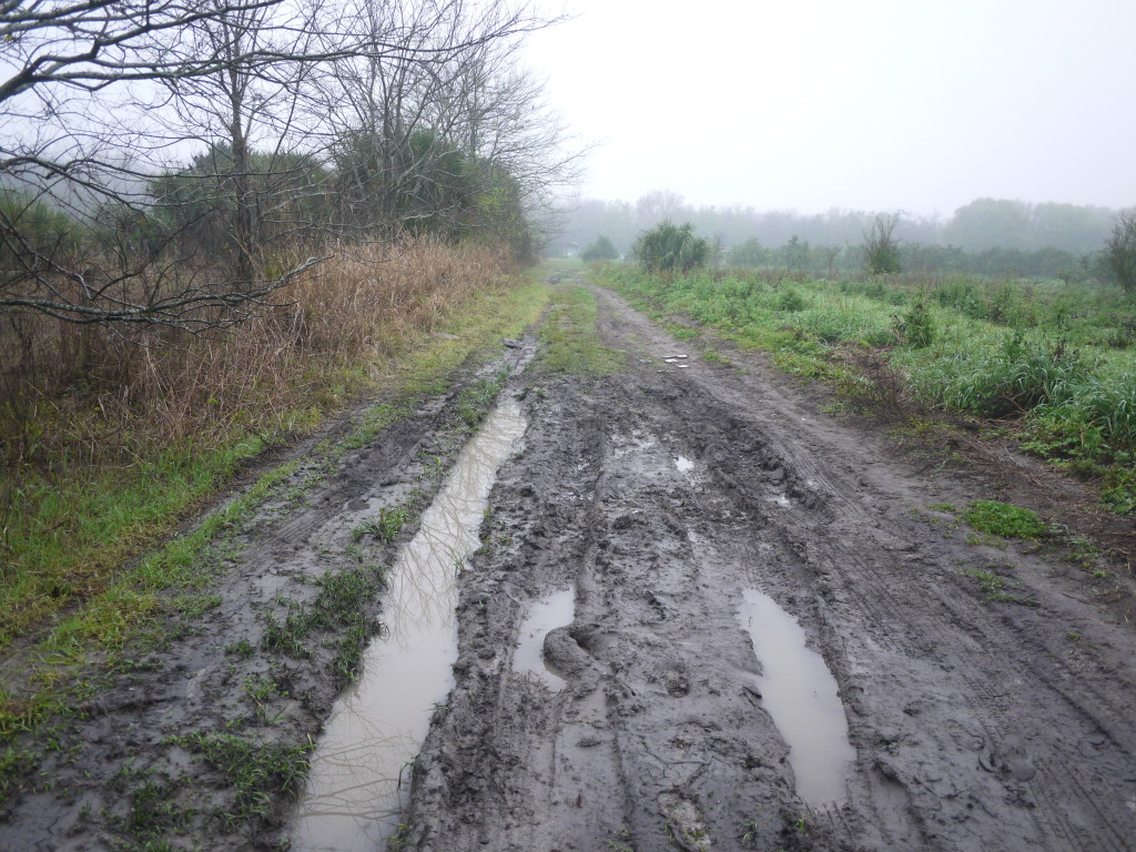 muddy ruts created by WWOOFers going back and forth throughout the "dry season" monsoons