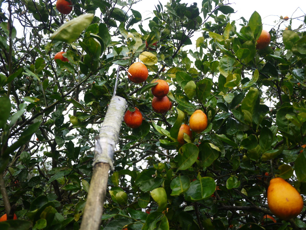 picking oranges for the road