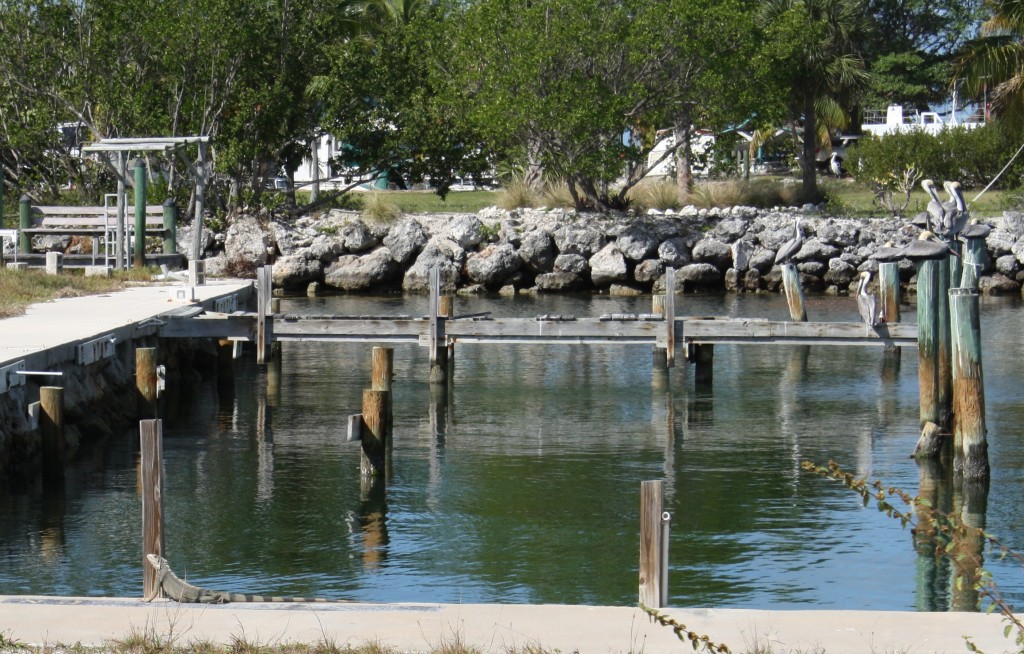 iguanas & pelicans enjoy the abandoned resort