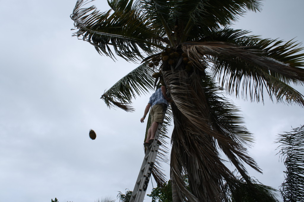 harvesting coconuts!