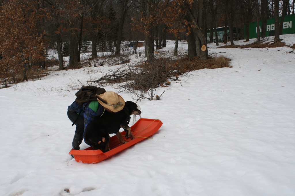 Gabe thought Cleo might prefer riding to struggling through the deep snow with her old joints ... but she jumped out right away.