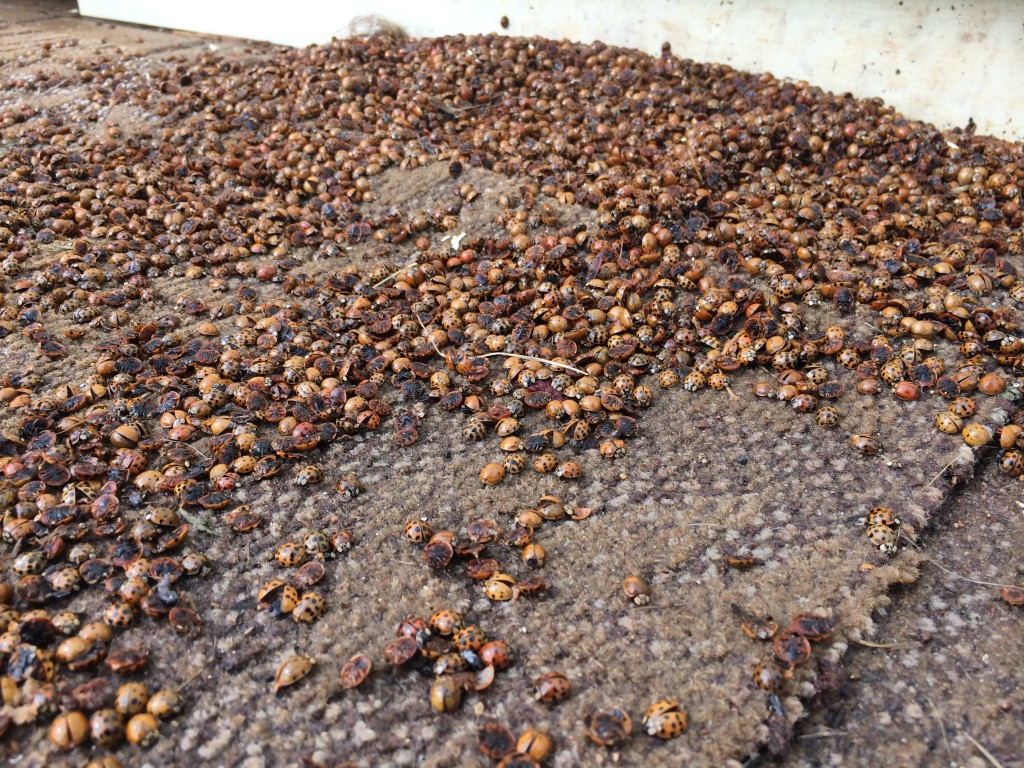 drifts of Harmonia axyridis swept out of the field toolshed