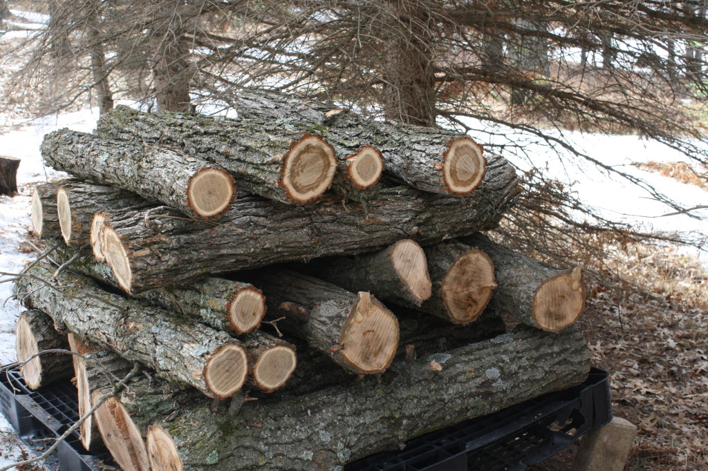 fresh cut mushroom logs awaiting innoculation