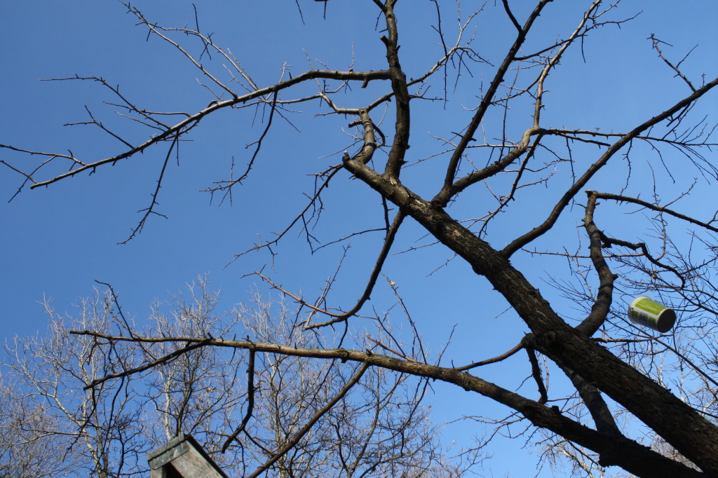 pruned apple tree