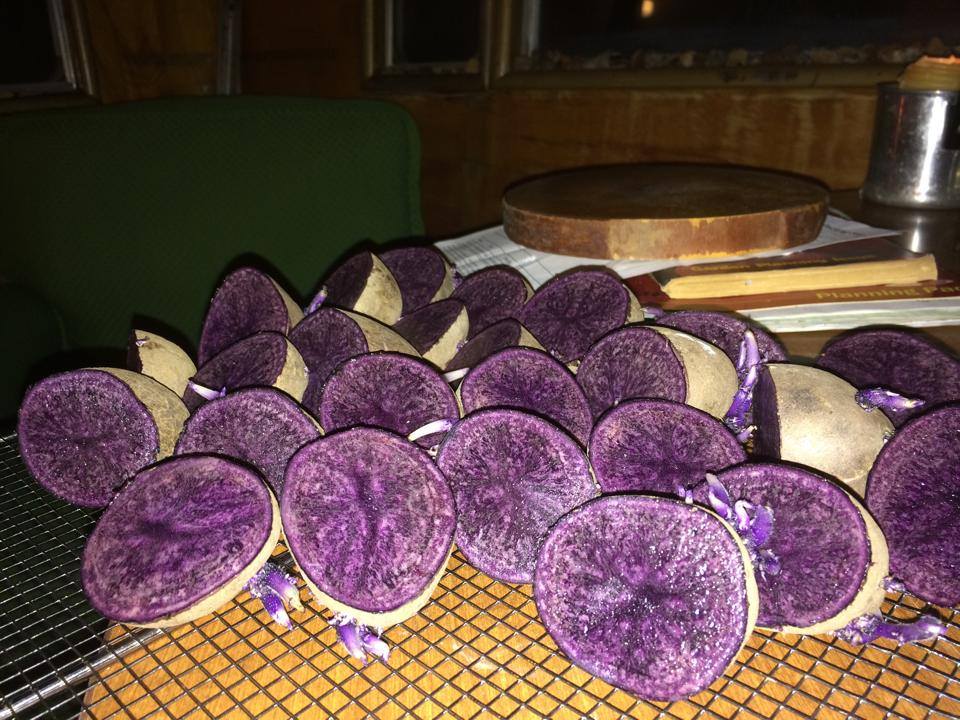 purple seed potatoes
