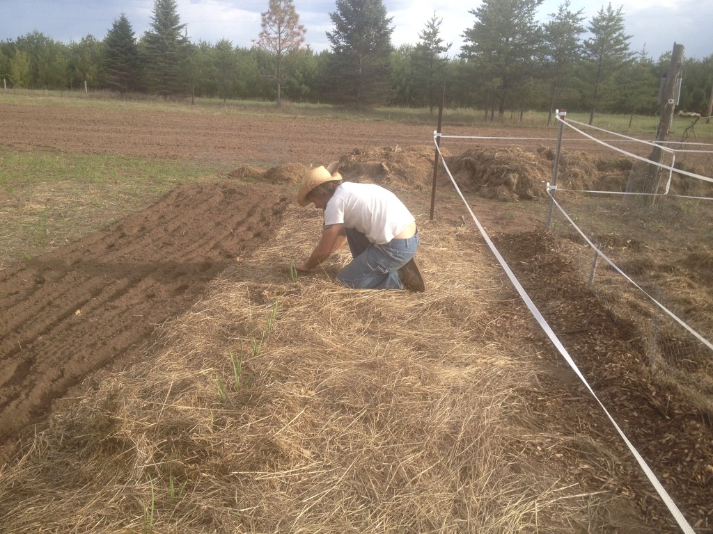 saving garlic from beneath the deep winter mulch