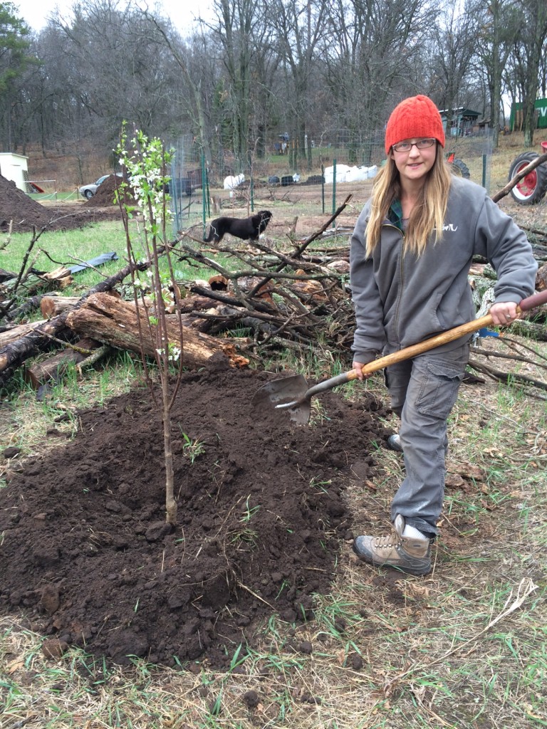 planting the sour cherry treephoto 5(4)