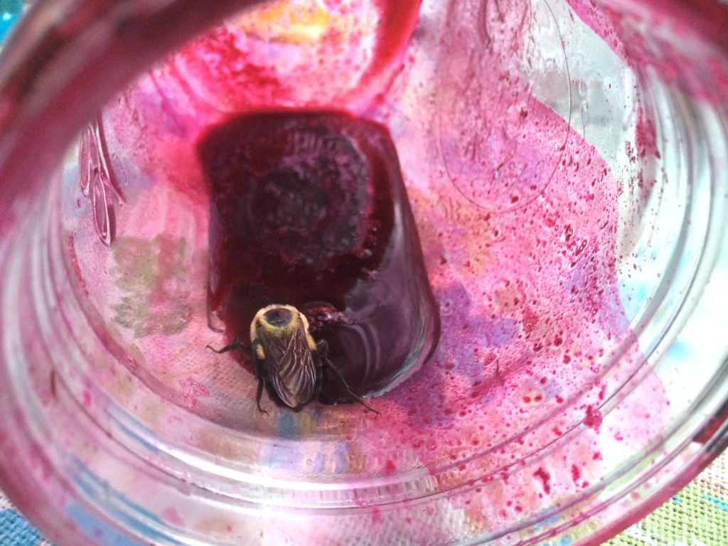 a giant bee savoring wild grape & sugar nectar