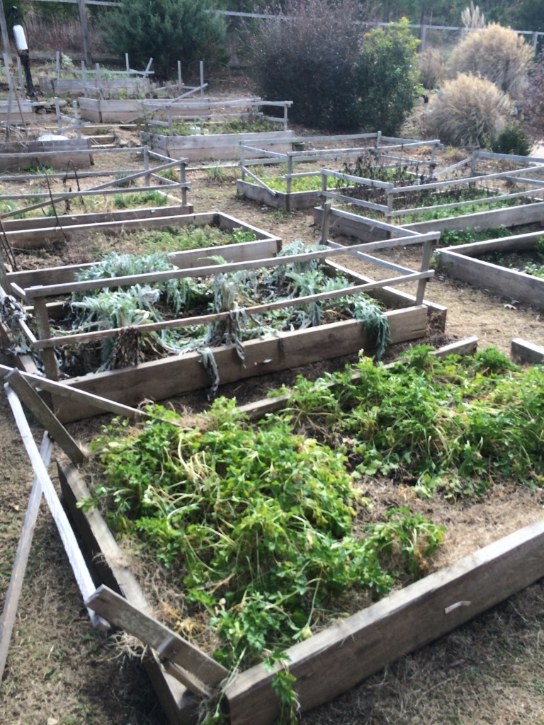 the beds we weeded of bermuda grass rhizomes last year did great this year, and are still bowing up with herbs like cliantro