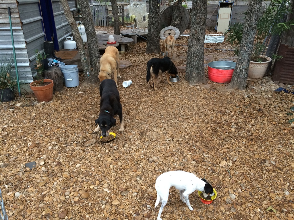 clockwise from foreground: Widget, Cleo, M, Lola, and Lily)