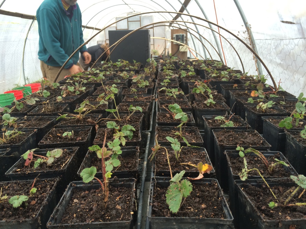 potting up dozens of little strawberry plants we dug up from a crowded and un-loved patch of field, with Jeff