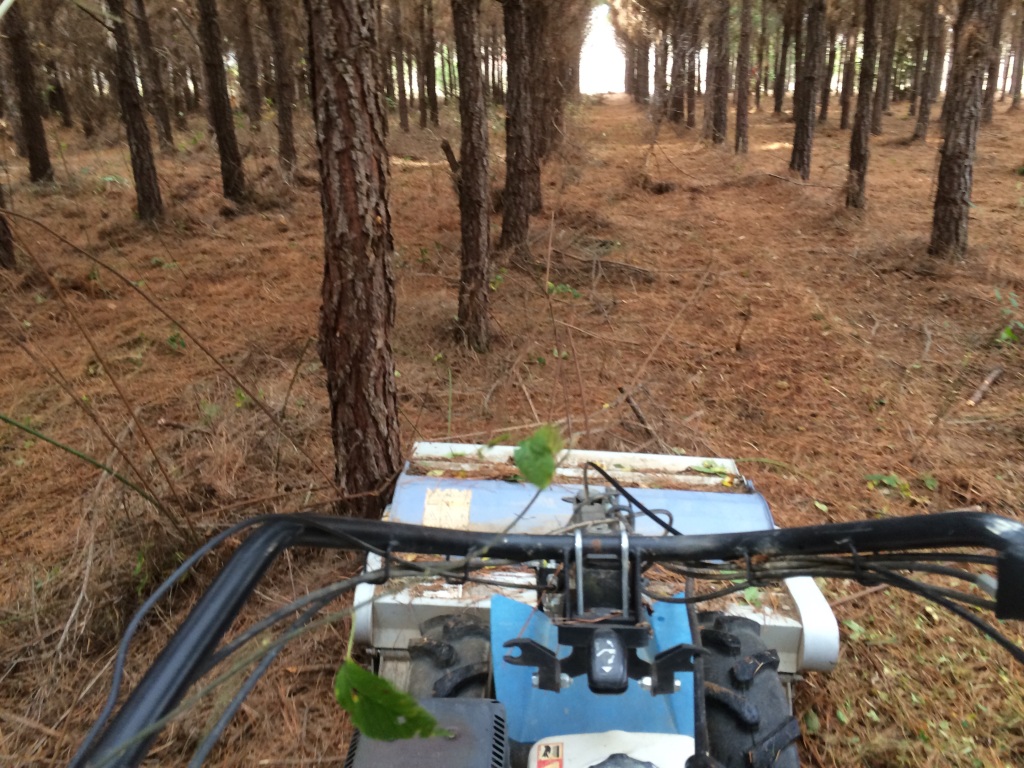 Gabe chewing through wicked blackberry canes with the flail mower