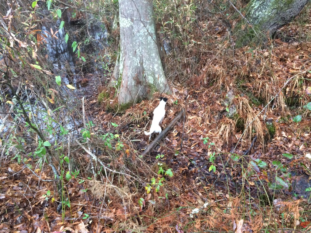 Widget hunting wabbits