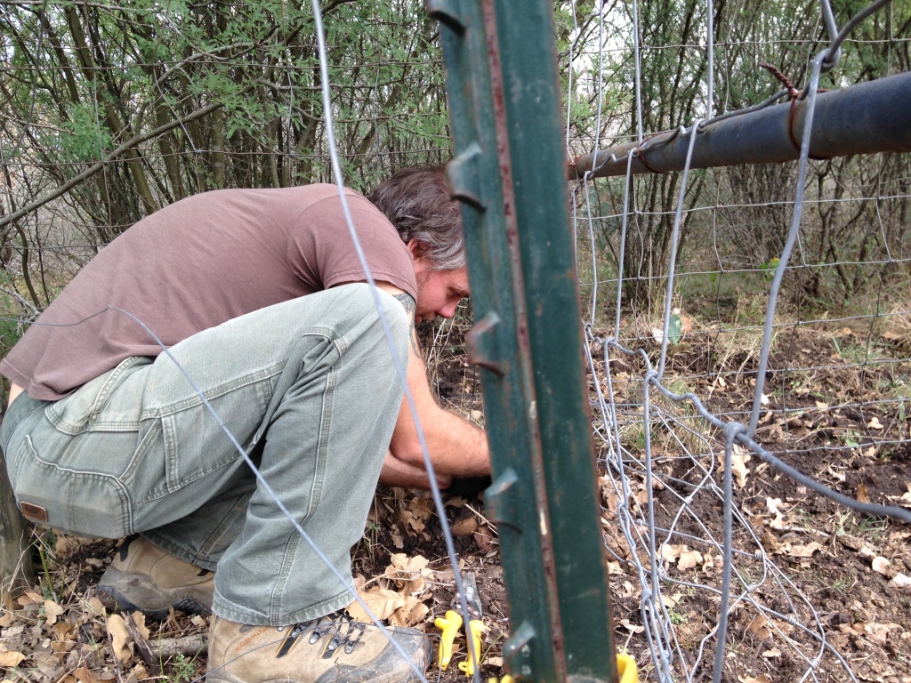 scavenging fencing