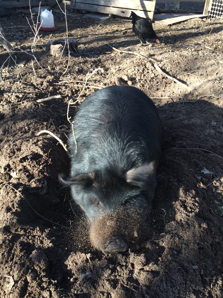Bertha flinging dirt