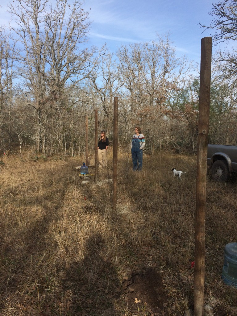 beginning the fencing of the new field (to keep out deer, dogs, wild pigs, etc - and temporarily contain Bertha)