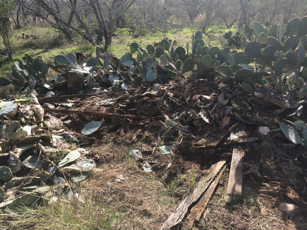 excavating the ruins of an old homestead from the cacti it was buried in