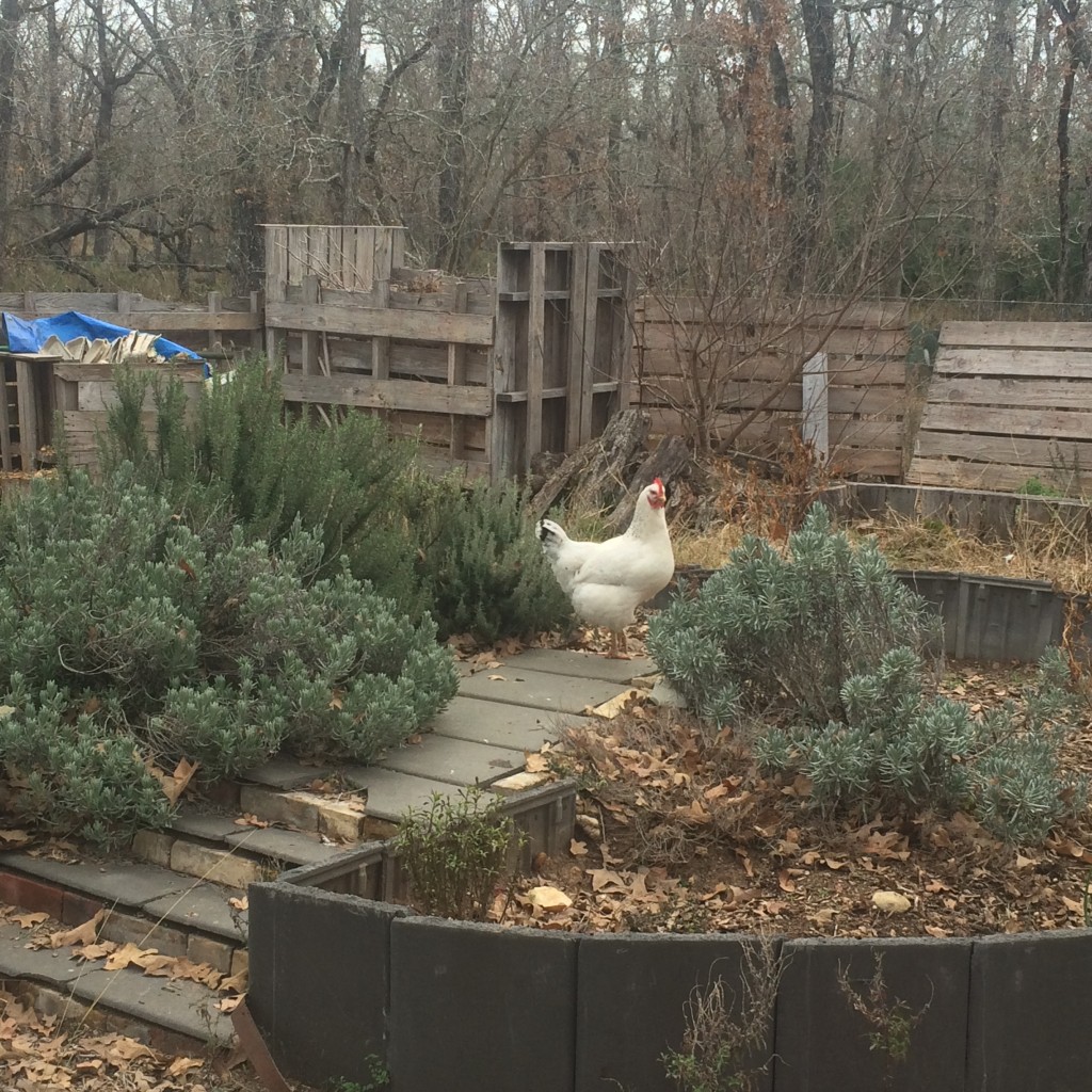 chicken in the herb garden