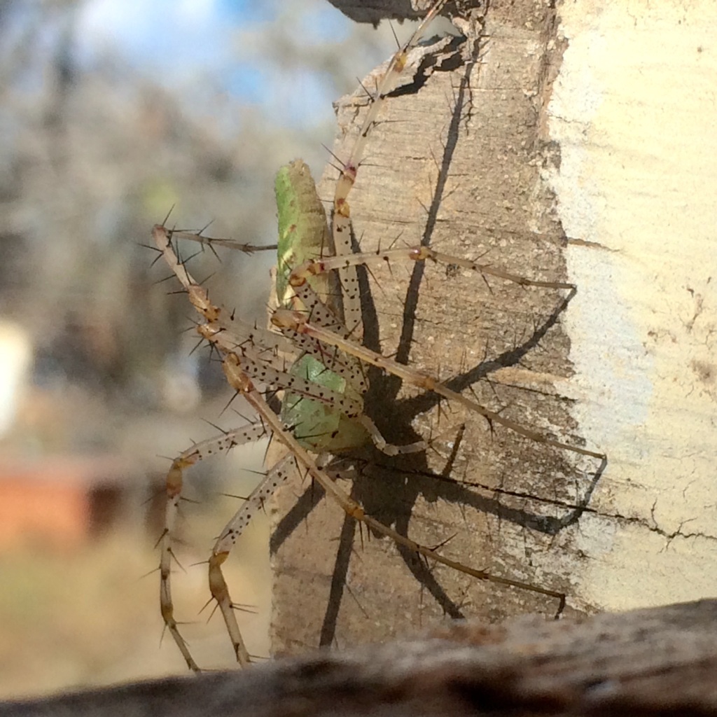 Lynx spider helping us roof the bottlehouse