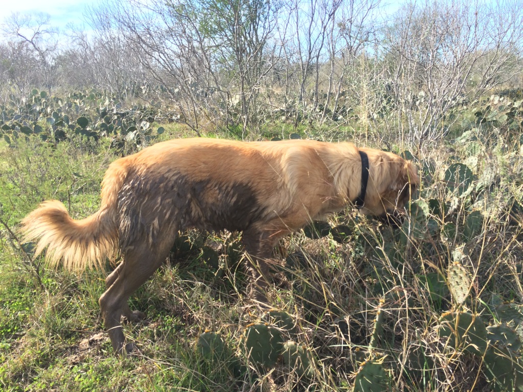 every time we go for a walk with the dogs, Mina finds a mud puddle to lie in