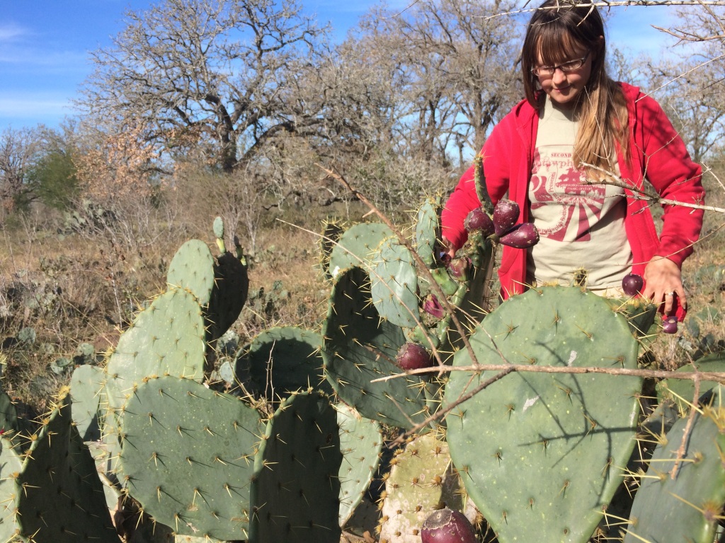 harvesting the fruit of prickly pear cacti for making preserves (for some reason these are called "tuna fruit" which is just weird)
