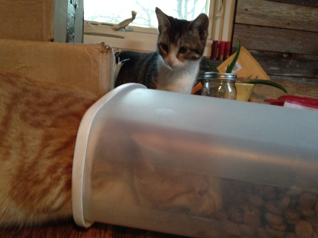 Mr. Pettibone squeezes into the dog food container he knocked over, as Scout observes