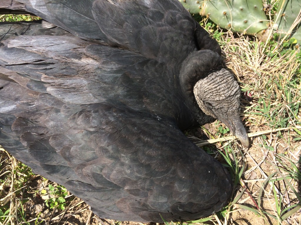 injured or ill vulture out in the wasteland