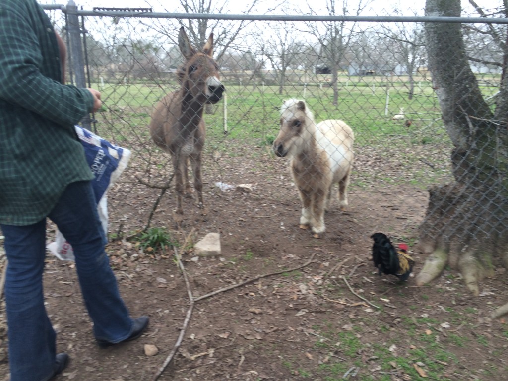 feeding the neighbors in Jess's friend Ray's backyard