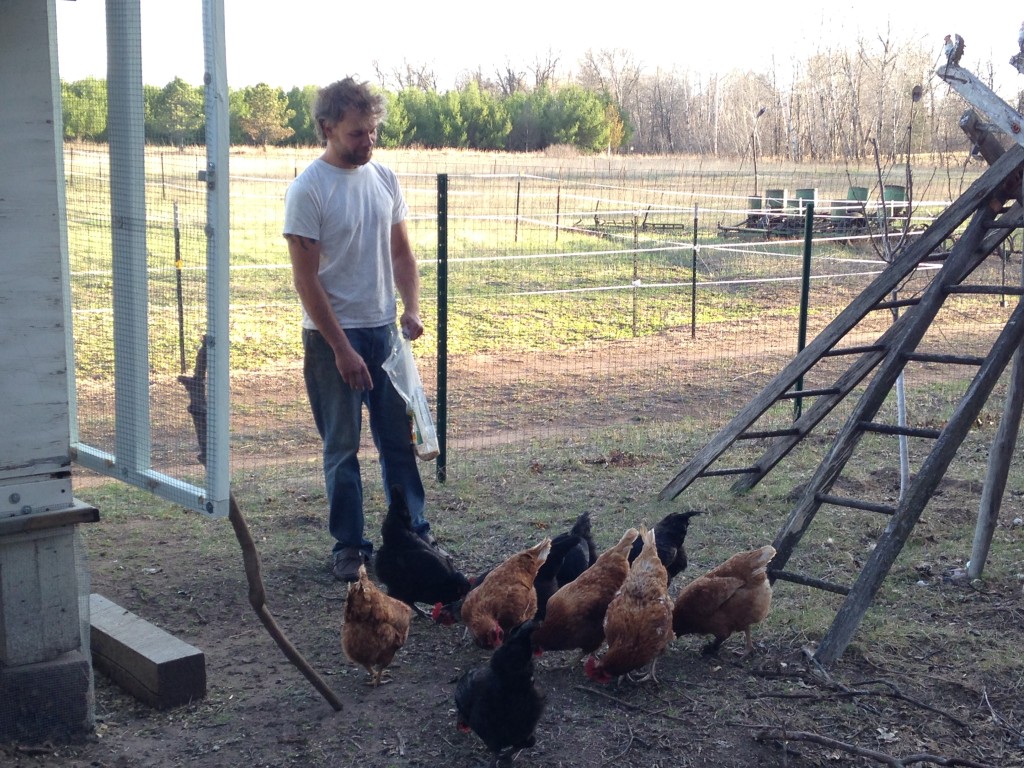 we got ten 2-year old hens; they provide about 7 jumbo-sized eggs a day