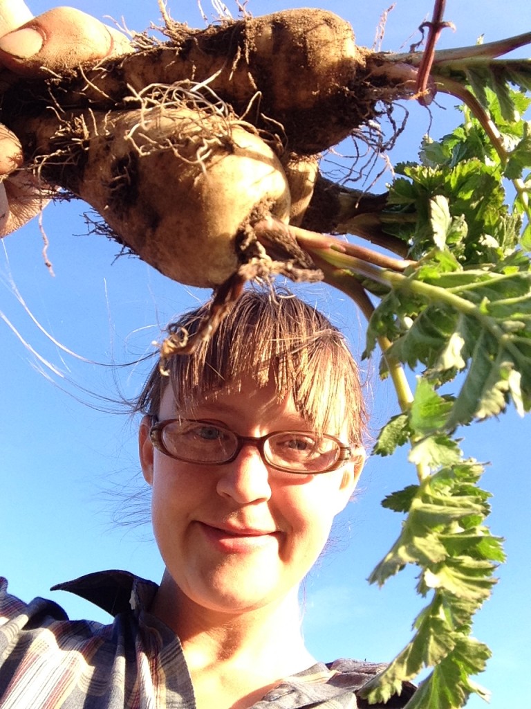 harvesting dinner from the field - parsnips that survived the winter